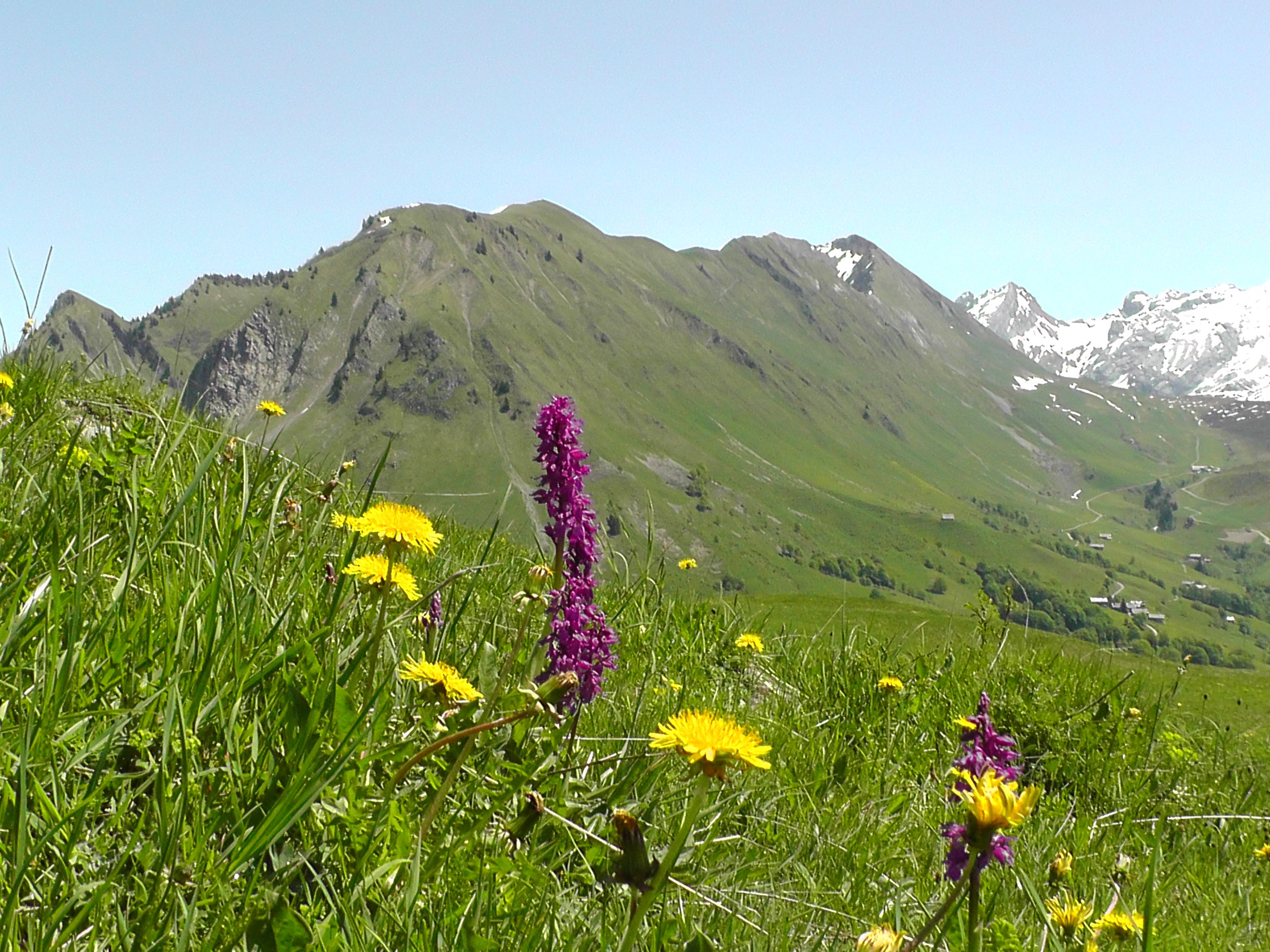meadow flowers in mountains